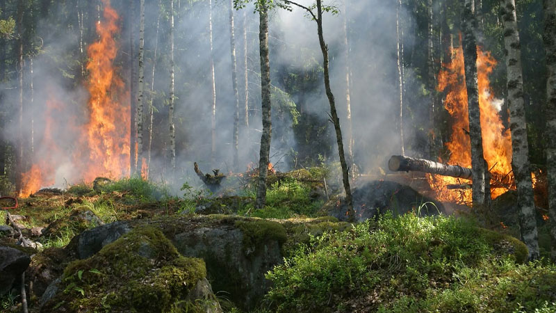 France Wildfires Trigger $580 Million in Insurance Losses